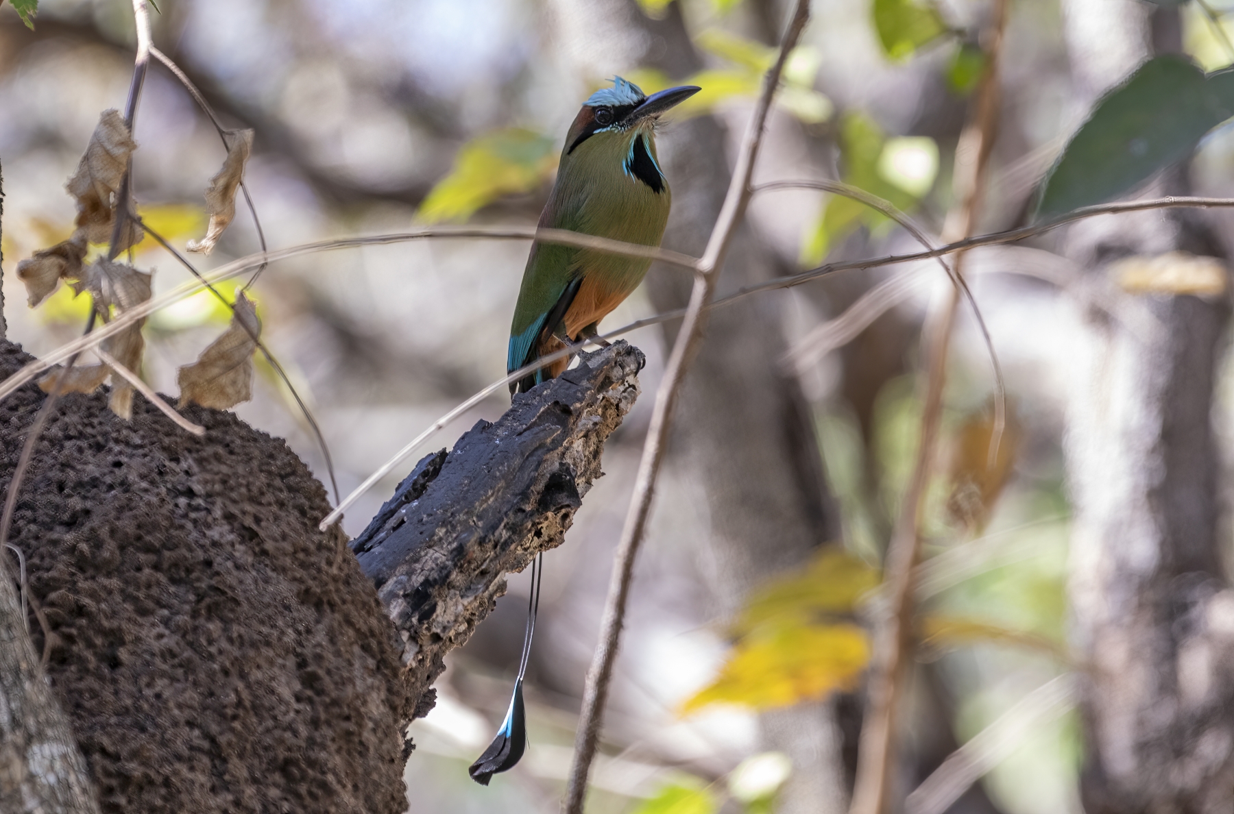 Turquoise-Browed Motmots, Liberia, Costa Rica